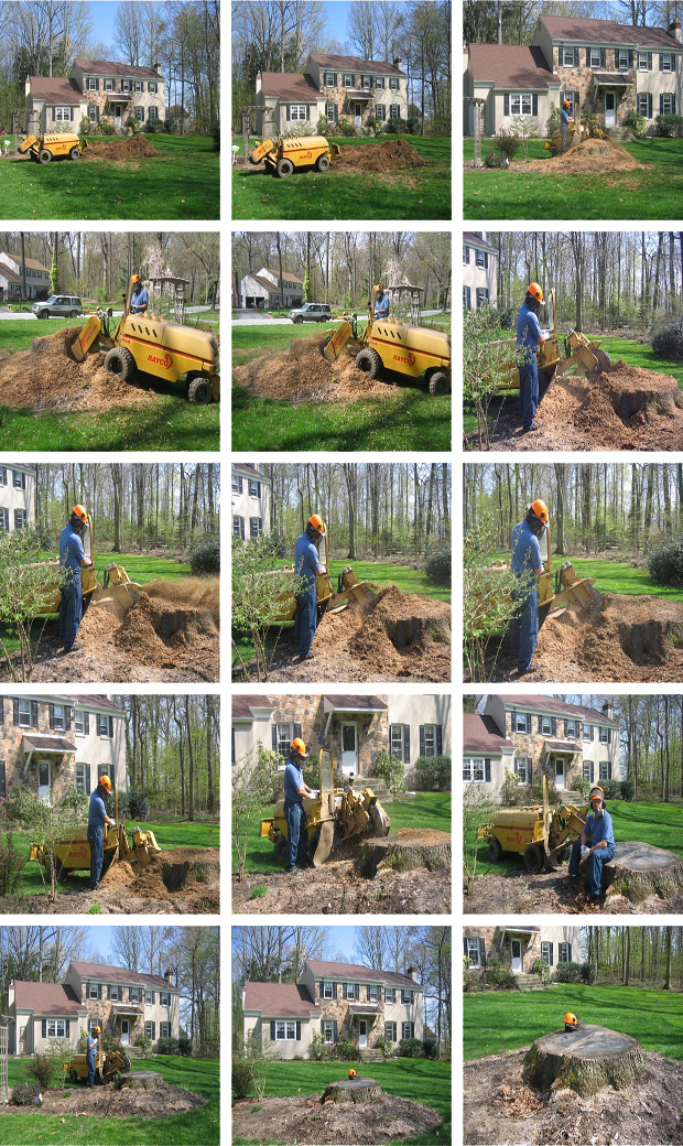 stump grinding photos